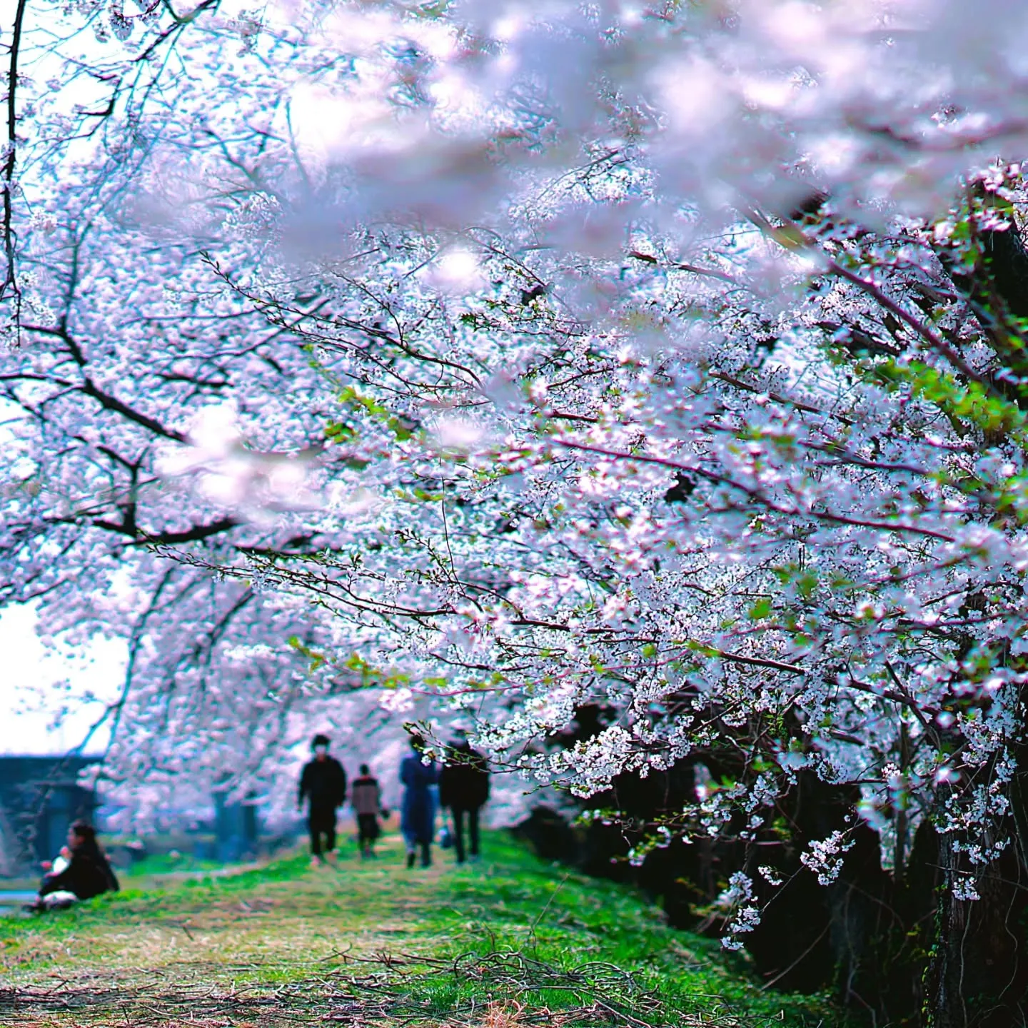 #桜　#桜並木　#富山県朝日町　#地ビール　#宇奈月ビール ...