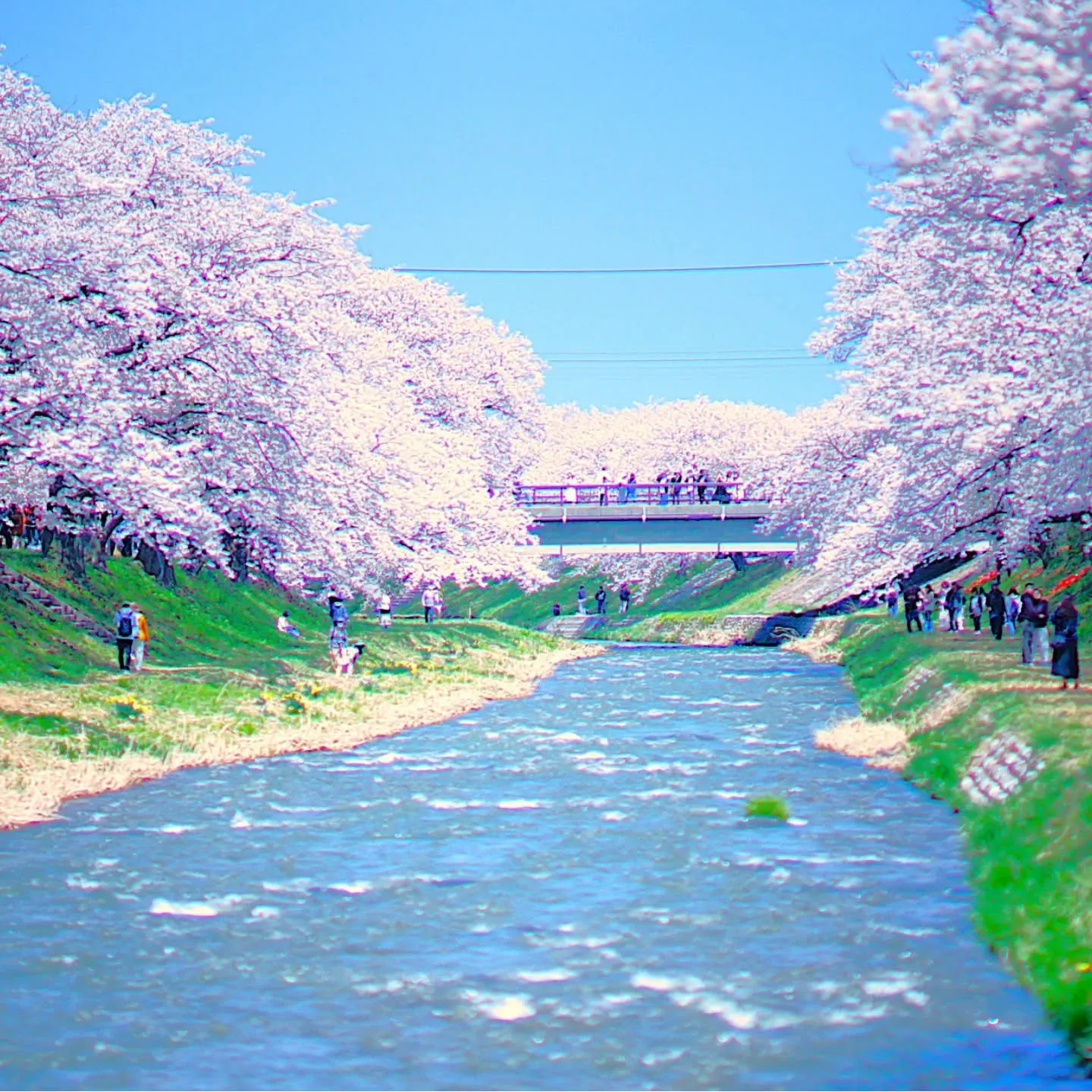 #桜　#桜並木　#富山県朝日町　#地ビール　#宇奈月ビール ...